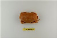 藏品(廣闊愛潔蟹)的圖片